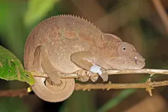 Panther chameleon extending long ballistic tongue to snatch insect prey