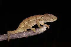 Close-up of panther chameleon showing independent 360-degree turret eye