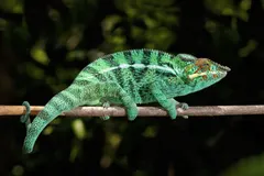Panther chameleon in alert display posture with prehensile tail coiled tightly