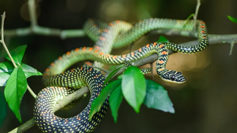 Paradise flying snake coiled along thin branches among green leaves