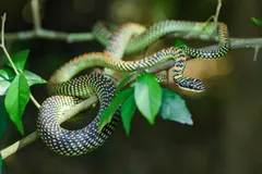 Paradise Flying Snake