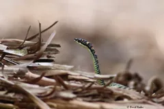 Paradise flying snake raising its head above dry leaf litter