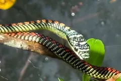 Paradise flying snake looped over a branch, showing its green, black and orange scales