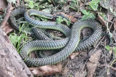 Paradise flying snake coiled on the forest floor among leaves and twigs
