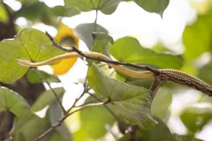 Paradise flying snake stretched along a thin twig among broad green leaves