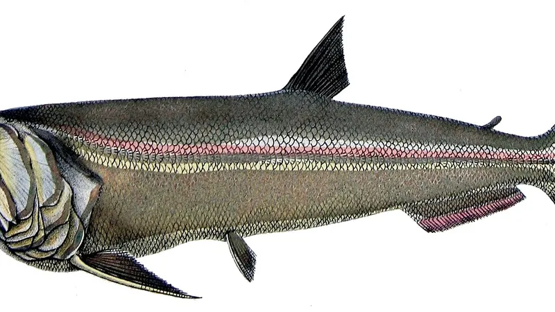 Payara (Hydrolycus scomberoides) in wild river freshwater habitat