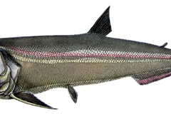 Payara (Hydrolycus scomberoides) in wild river freshwater habitat