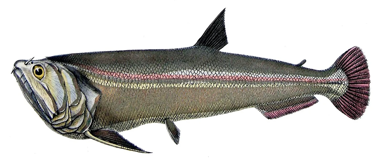 Payara (Hydrolycus scomberoides) in wild river freshwater habitat