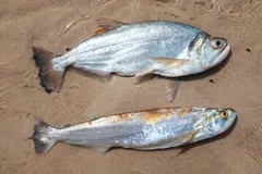 Payara (Hydrolycus scomberoides) in wild river freshwater habitat