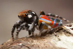 Male peacock spider on bark, its red, blue and orange fan raised and legs lifted
