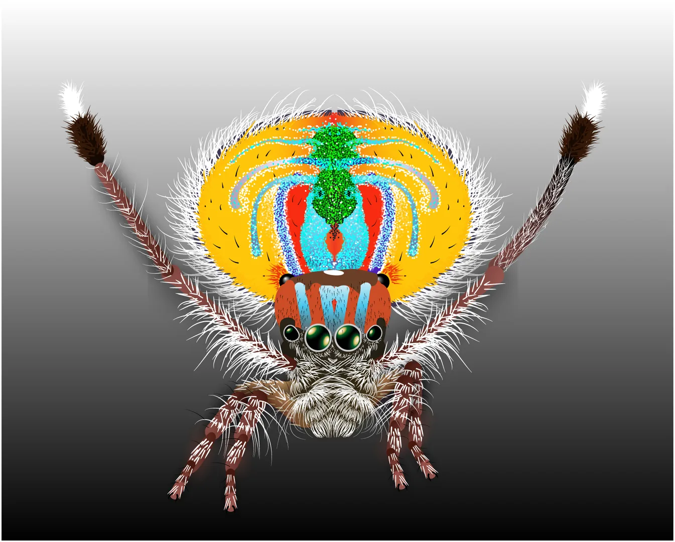 Peacock Spider in natural environment
