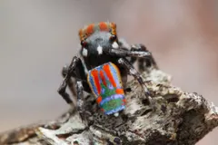 Male peacock spider facing forward on a dead branch, its striped fan raised