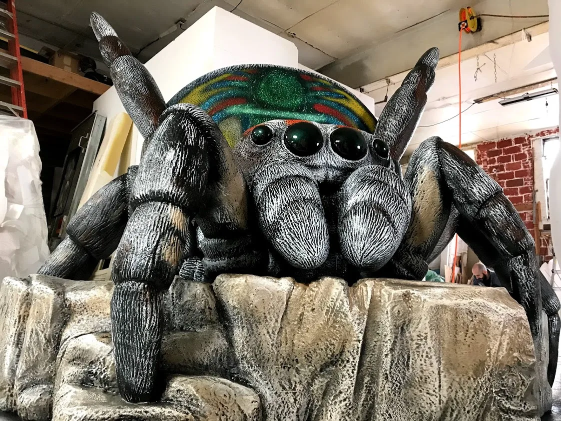 Peacock Spider in natural environment