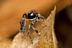 Male peacock spider on a dry leaf edge, showing its banded blue and red abdomen