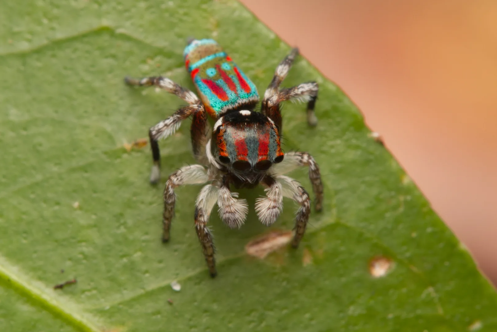 Peacock Spider in natural environment