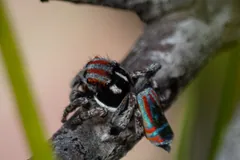 Male peacock spider on a thin twig, its colourful flap folded down