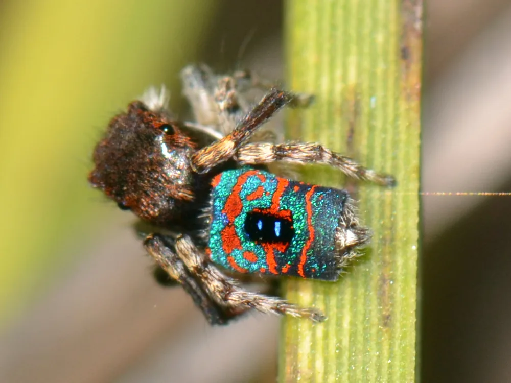 Peacock Spider in natural environment