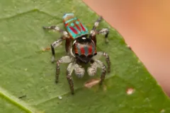 Male peacock spider on a green leaf, its red, blue and orange fan raised