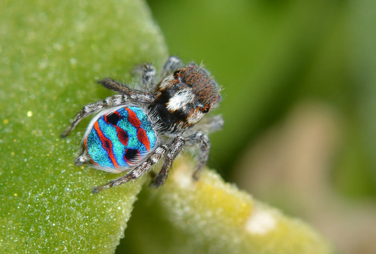 Peacock Spider in natural environment