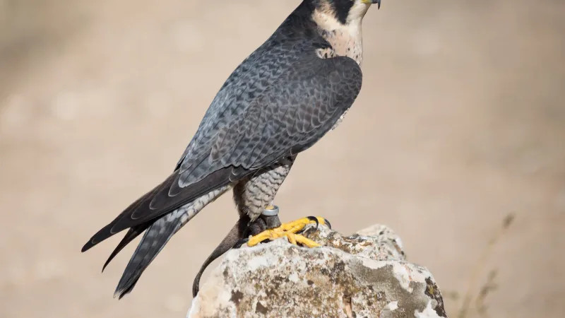 Peregrine Falcon in natural environment