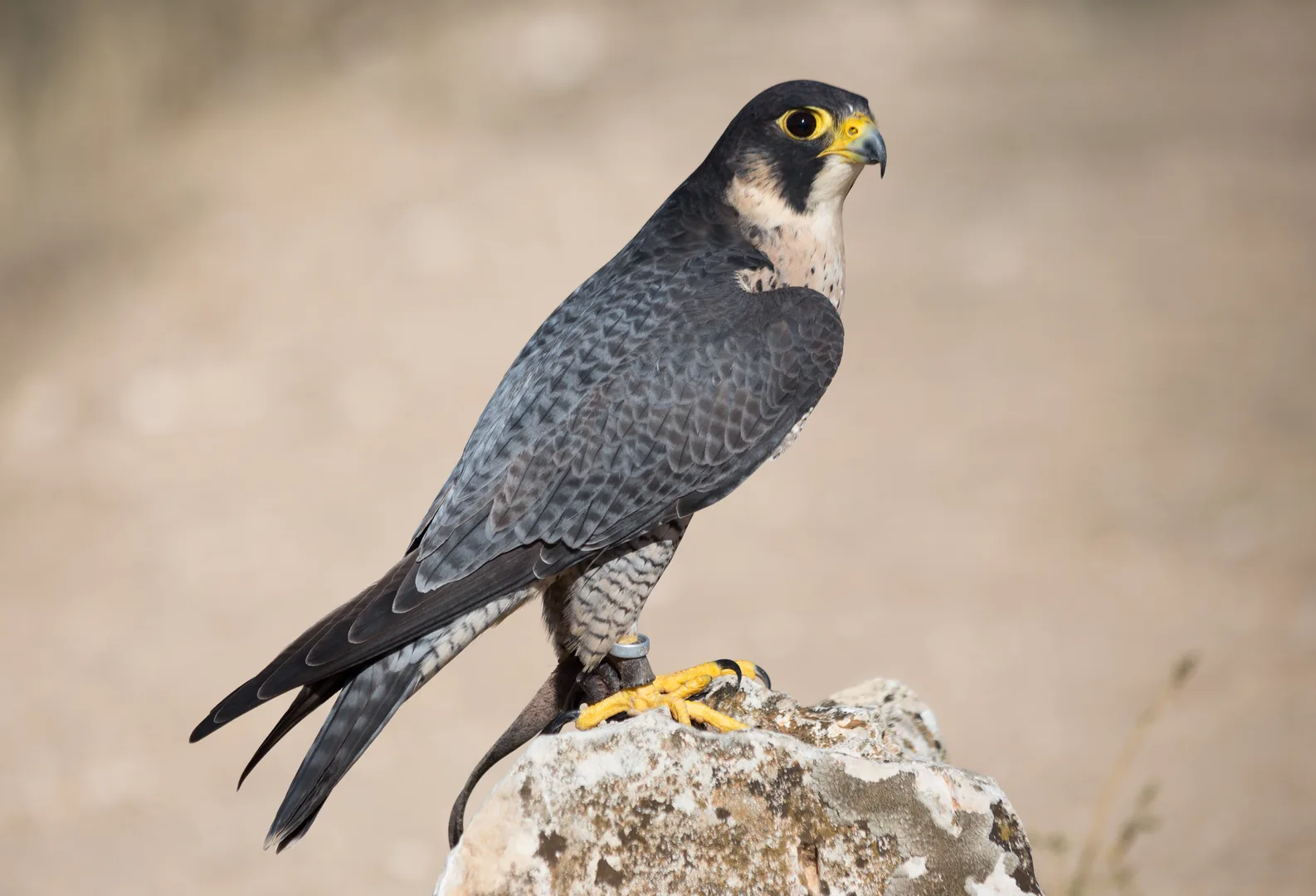 Peregrine Falcon in natural environment