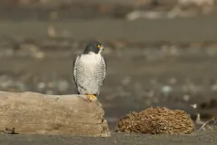 Peregrine falcon standing on a driftwood log, its white chest finely barred with grey