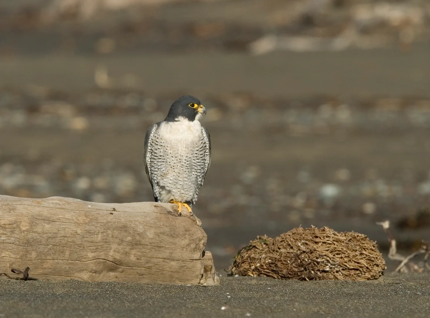 Peregrine Falcon in natural environment
