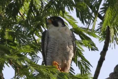 Peregrine falcon perched among feathery green leaves, looking to one side