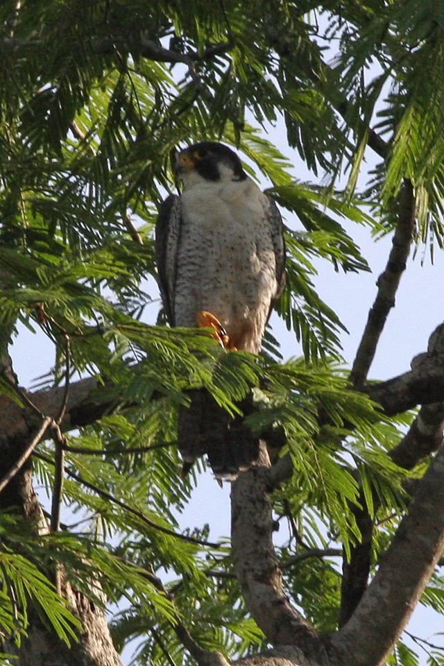 Peregrine Falcon in natural environment