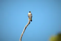 Peregrine falcon perched on the tip of a bare dead branch against a clear blue sky