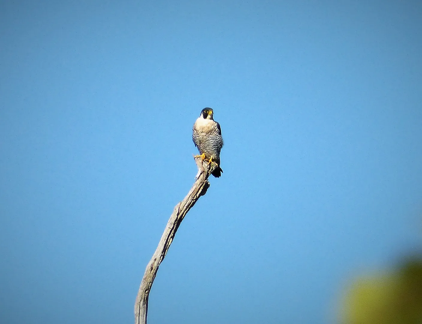 Peregrine Falcon in natural environment