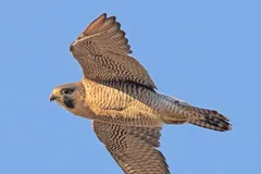 Young peregrine falcon in flight against a blue sky, its brown back and streaked underside clear
