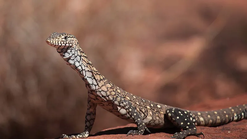 Perentie (Varanus giganteus) in native wild habitat