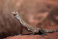 Perentie (Varanus giganteus) in native wild habitat