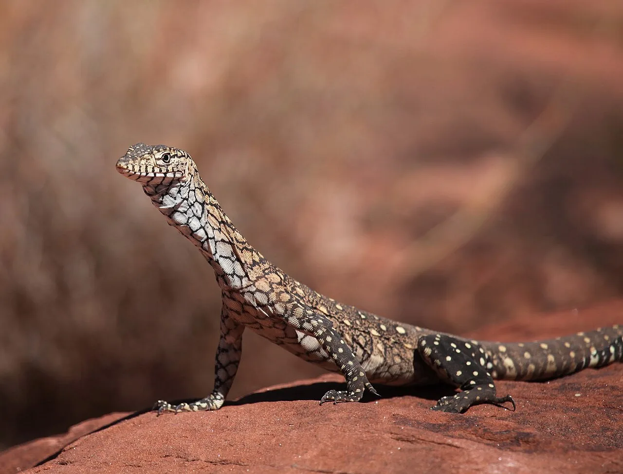 Perentie (Varanus giganteus) in native wild habitat