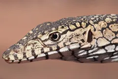 Perentie (Varanus giganteus) in native wild habitat