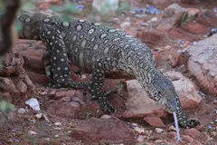 Perentie (Varanus giganteus) in native wild habitat