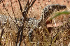 Perentie (Varanus giganteus) in native wild habitat