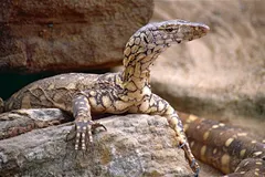 Perentie (Varanus giganteus) in native wild habitat