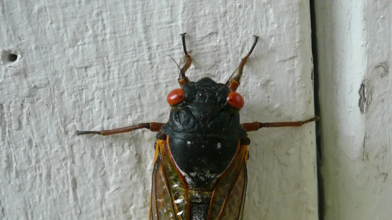 Adult 17-year cicada with red eyes and orange-veined wings resting on white siding