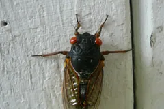 Adult 17-year cicada with red eyes and orange-veined wings resting on white siding