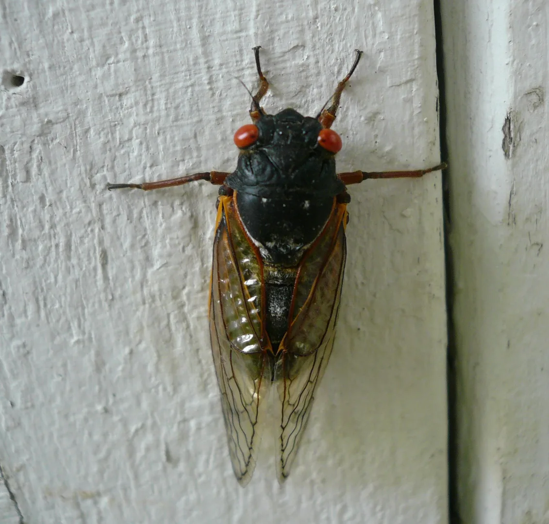 Periodical Cicada