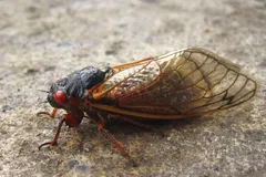 Adult 17-year cicada on a rock, black body and clear wings with orange veins