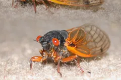 Two adult 17-year cicadas side by side, showing red eyes and orange wing veins
