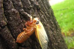 Pale, freshly moulted 17-year cicada spreading its wings on tree bark