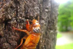 Soft orange 17-year cicada just out of its nymph skin on a tree trunk