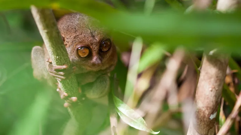 Philippine tarsier clinging to a thin stem in a sunlit bush, huge eyes half shut
