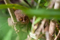 Philippine Tarsier