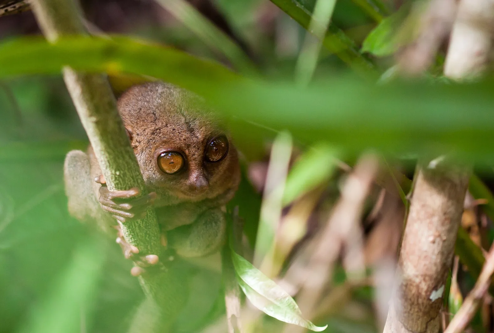 Philippine Tarsier