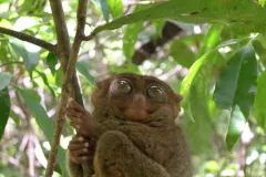 Philippine tarsier gripping a slender branch among green leaves, its round eyes wide open
